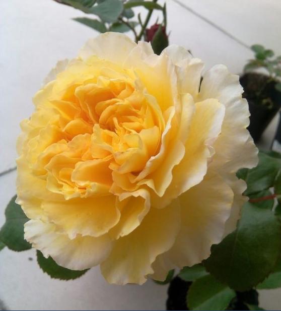 這種木本植物 花美似牡丹玫瑰 一花雙色 四季花開 是盆栽佳品 Itw01