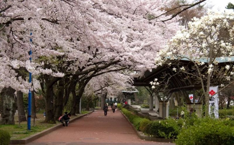 清明節去日本 挑對地方纔能悠哉看櫻花 Itw01