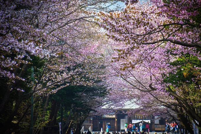 如何才能看到一整片的櫻花雲海 北海道櫻花春遊記1 Itw01
