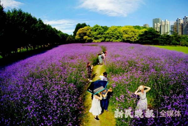 六月上旬看什麼花 上海植物園內這些夏花開得正豔 Itw01